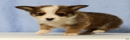 Mixed Breed dogs for sale: Dewey - Ad 5