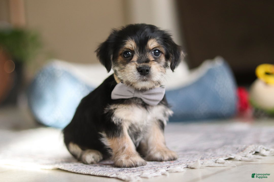 Morkie dogs for sale: Kai - Ad 6
