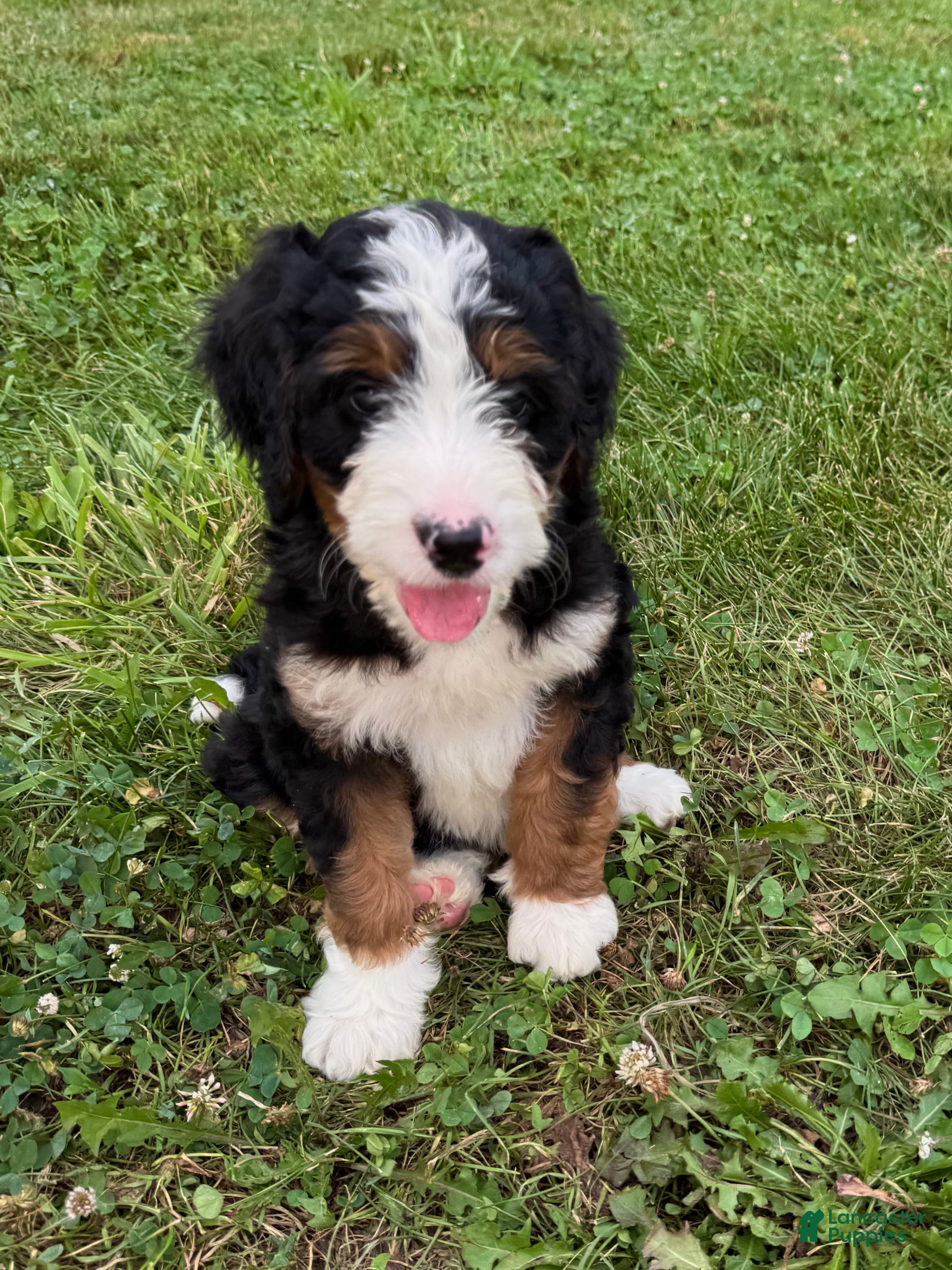 Bernedoodle dogs Ellie - Ad 2