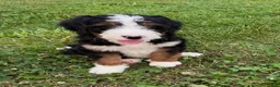 Bernedoodle dogs for sale: Ellie - Ad 2