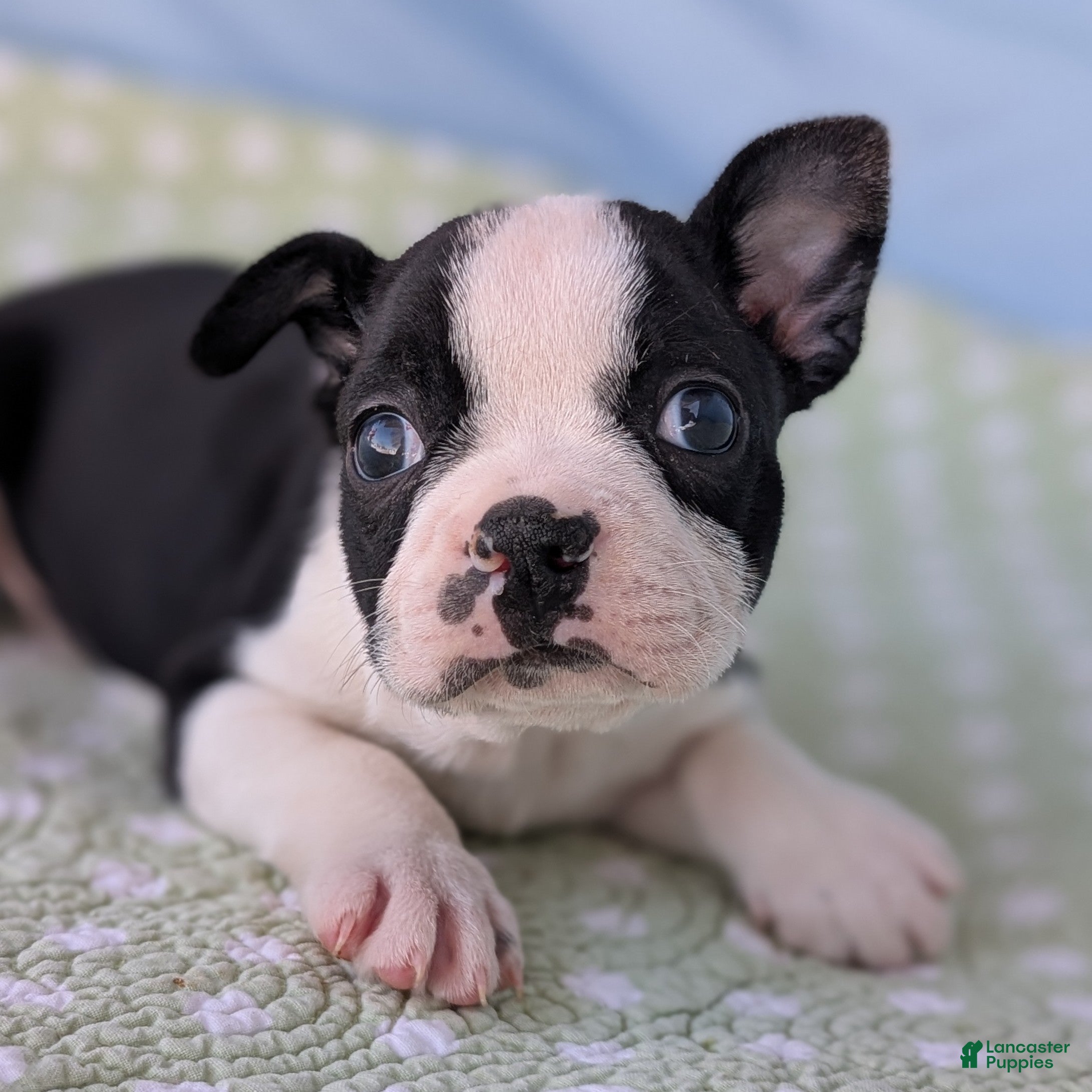 Boston Terrier dogs Mr. Kringle - Ad 27