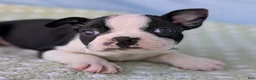 Boston Terrier dogs for sale: Mr. Kringle - Ad 1