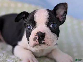 Boston Terrier dogs Mr. Kringle - Ad 27