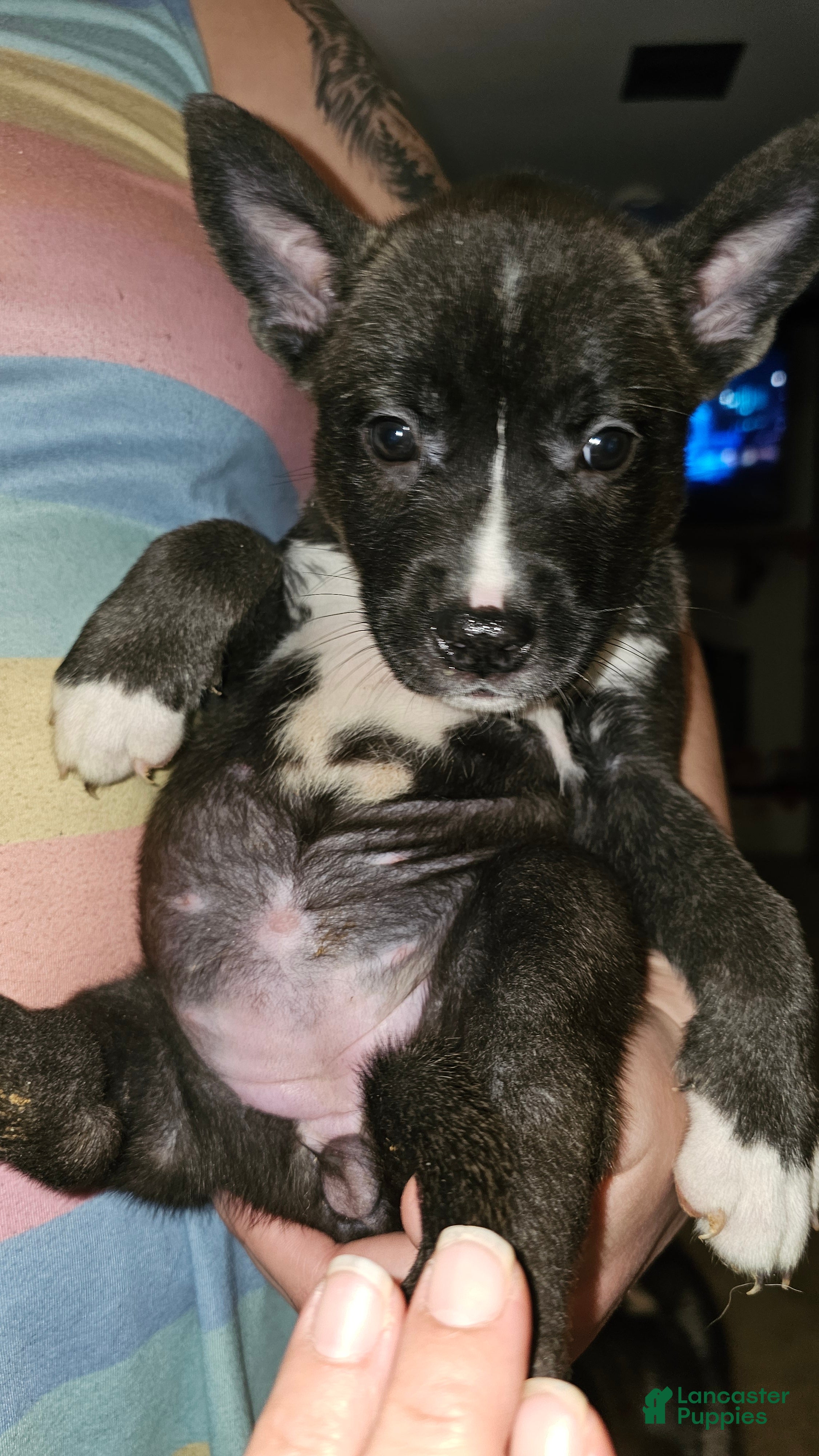 Mixed Breed dogs Luke - Ad 16