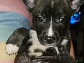 Mixed Breed dogs Luke - Ad 25