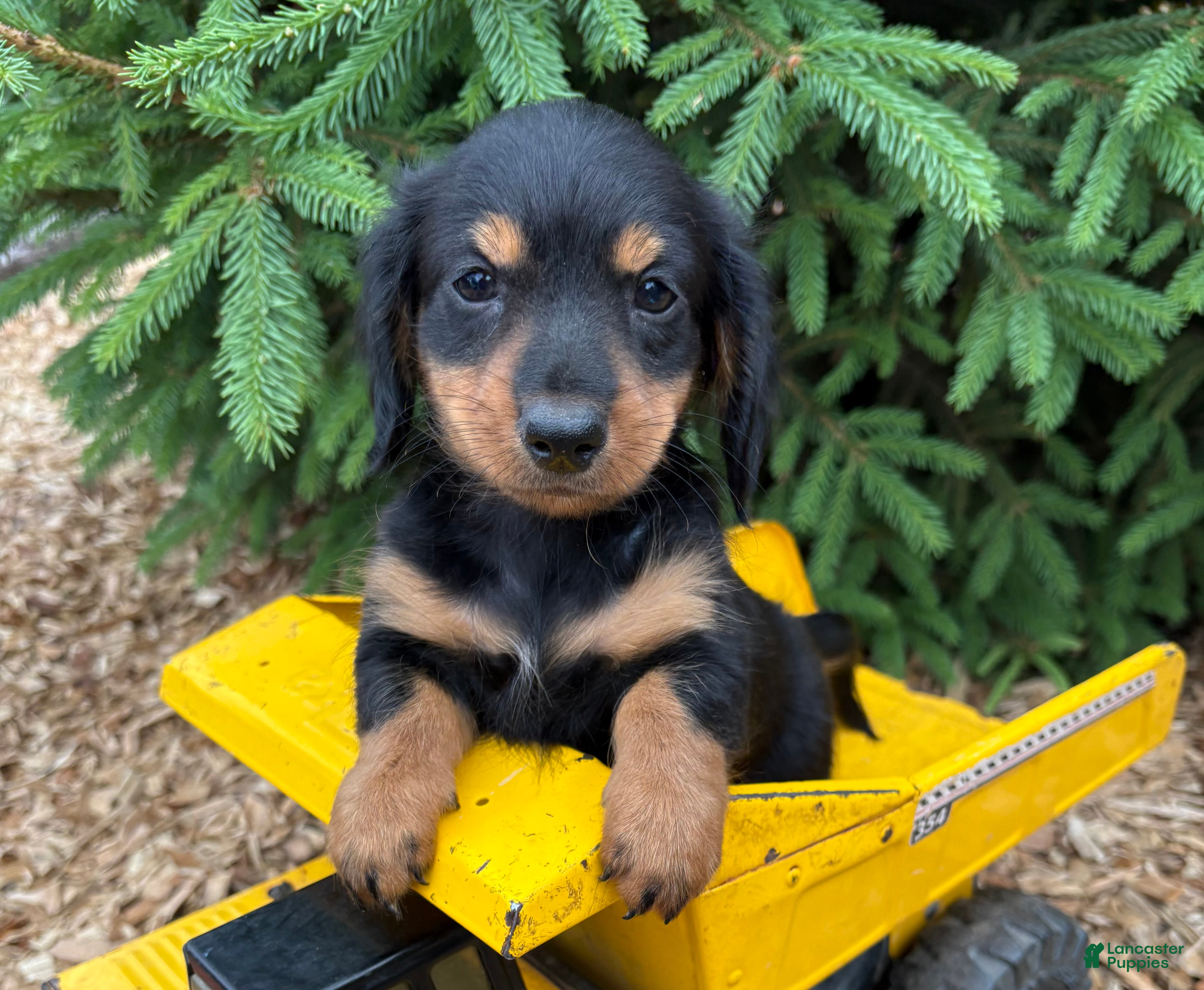 Dachshund dogs Rune - Ad 1