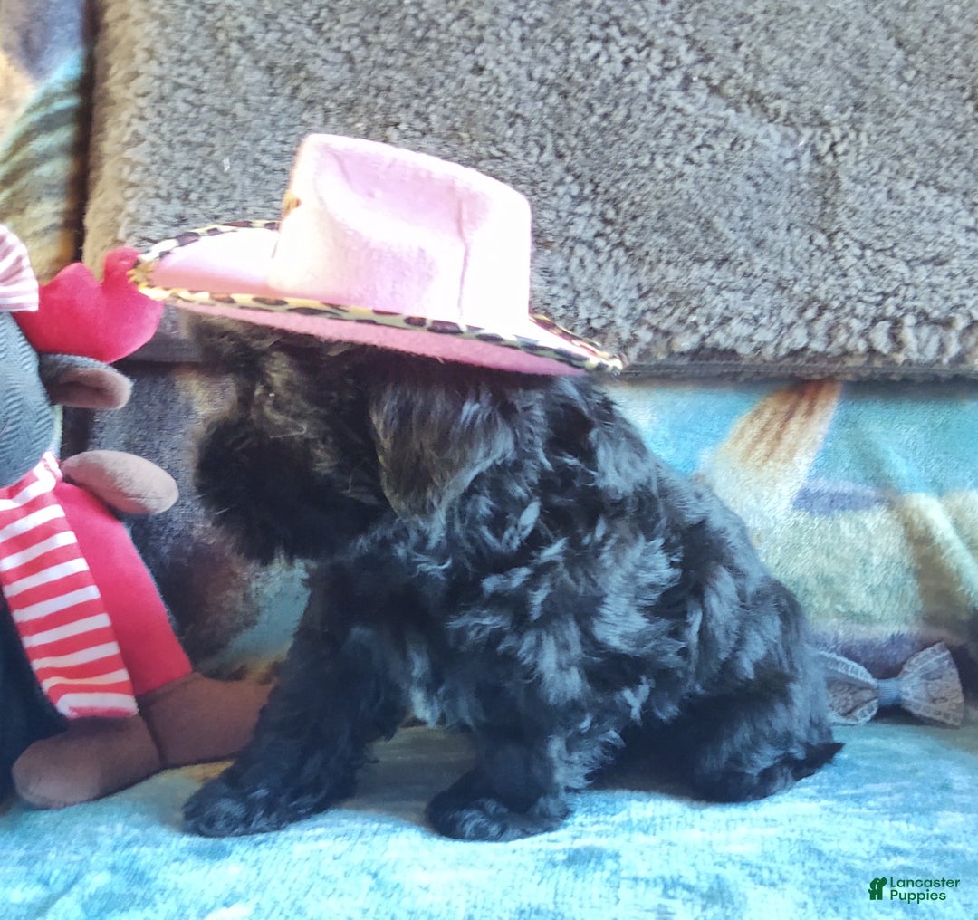 Maltipoo dogs for sale: Rosepop - Ad 10