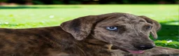 Catahoula Leopard Dog dogs for sale: Tigger 2026 Female 3 - Ad 14