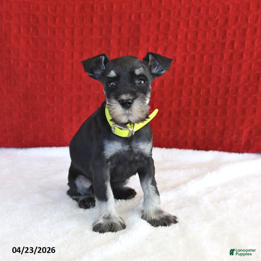 Miniature Schnauzer dogs Fidget - Ad 2