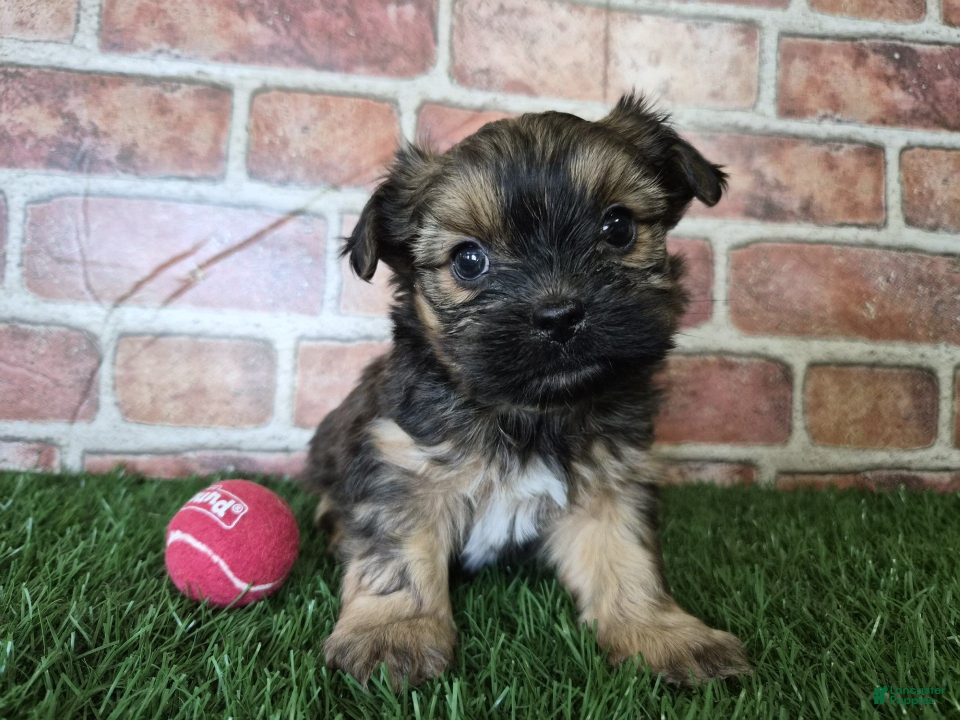 Shorkie dogs Whiskey - Ad 2