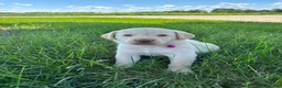 Labrador Retriever dogs for sale: Oakley - Ad 14
