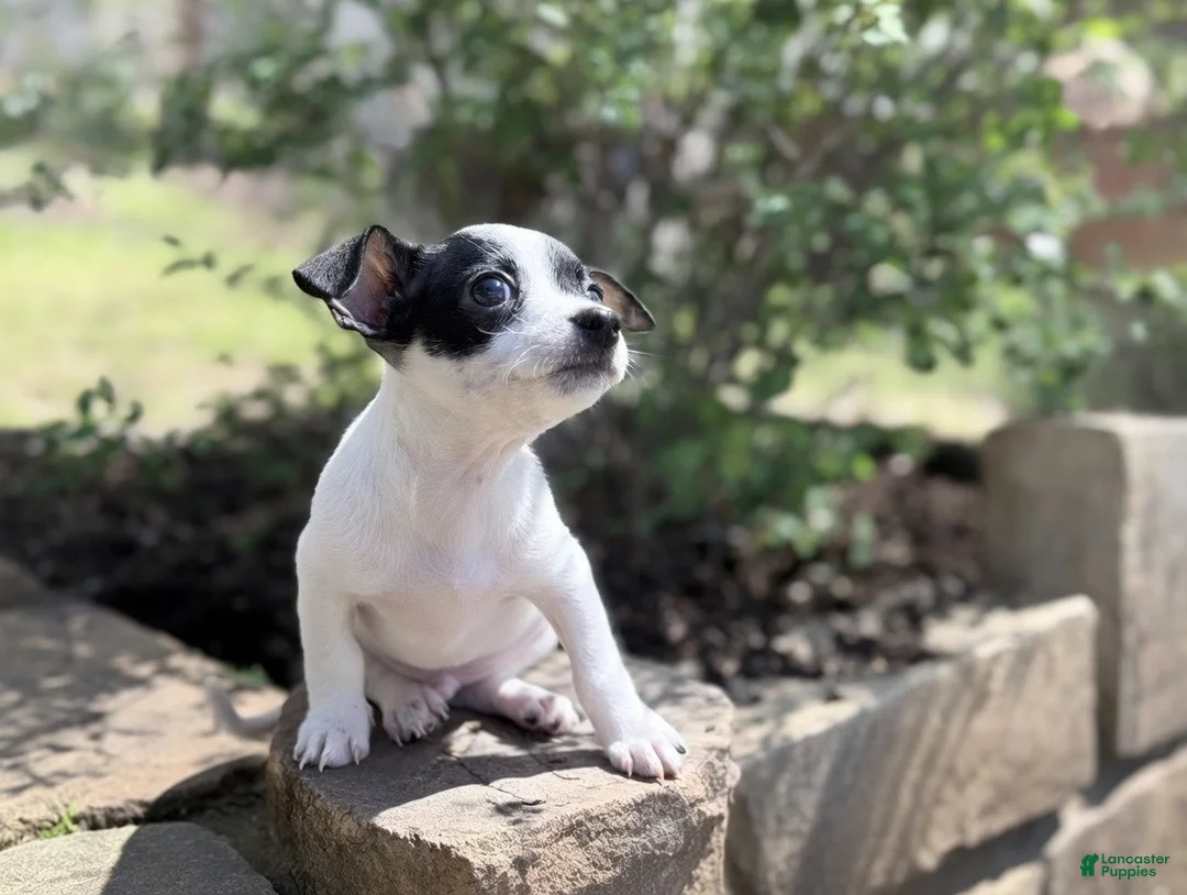 Chihuahua dogs for sale: Chihuahua Puppy 2 - Ad 1