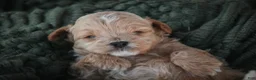 Shihpoo dogs for sale: Harold Shihpoo  - Ad 4
