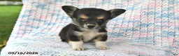 Welsh Corgi Pembroke dogs for sale: Alex - Ad 4