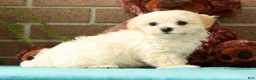 Maltipoo dogs for sale: Mia - Ad 5