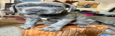 Cane Corso 4