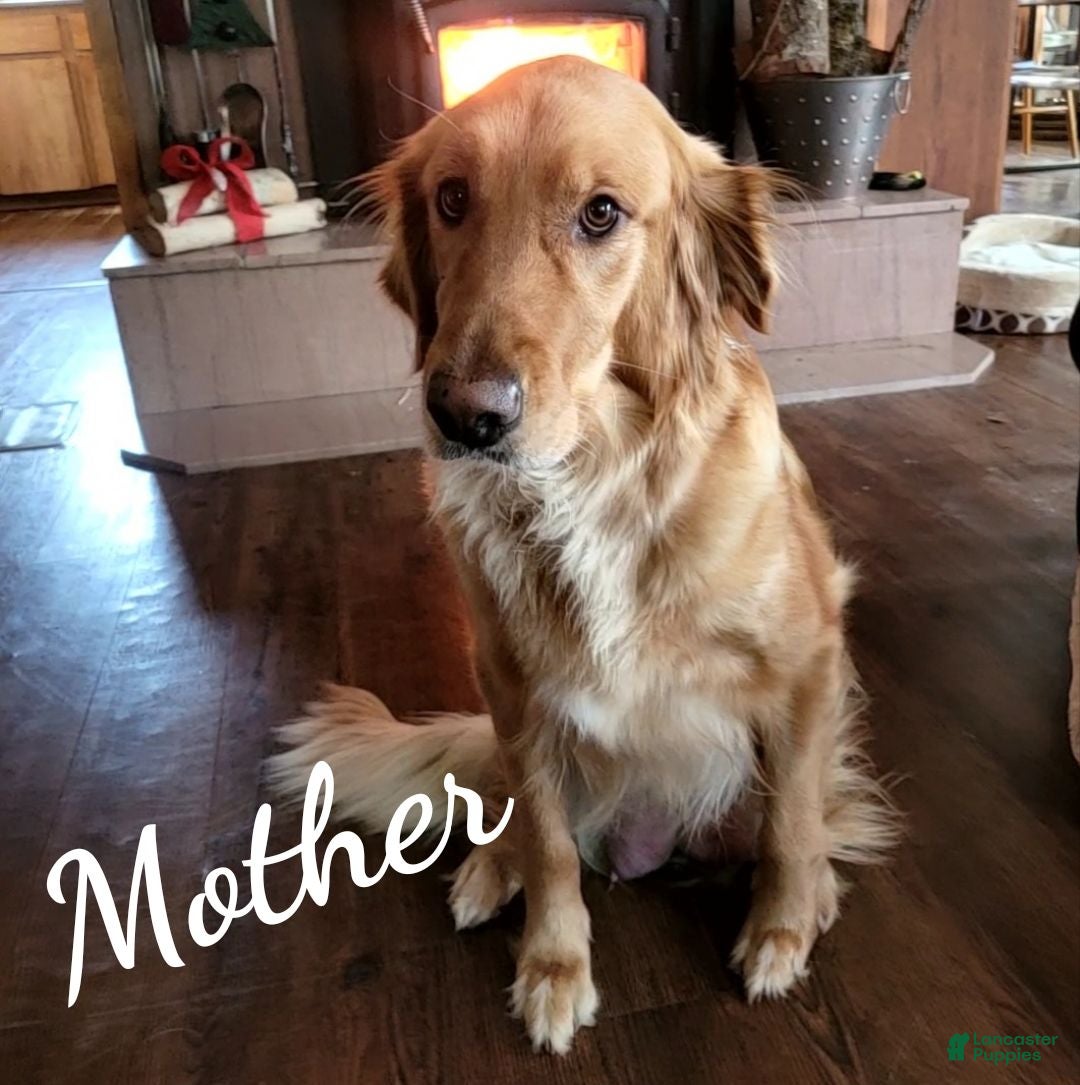 Golden Retriever dogs Georgia AKC - Ad 2