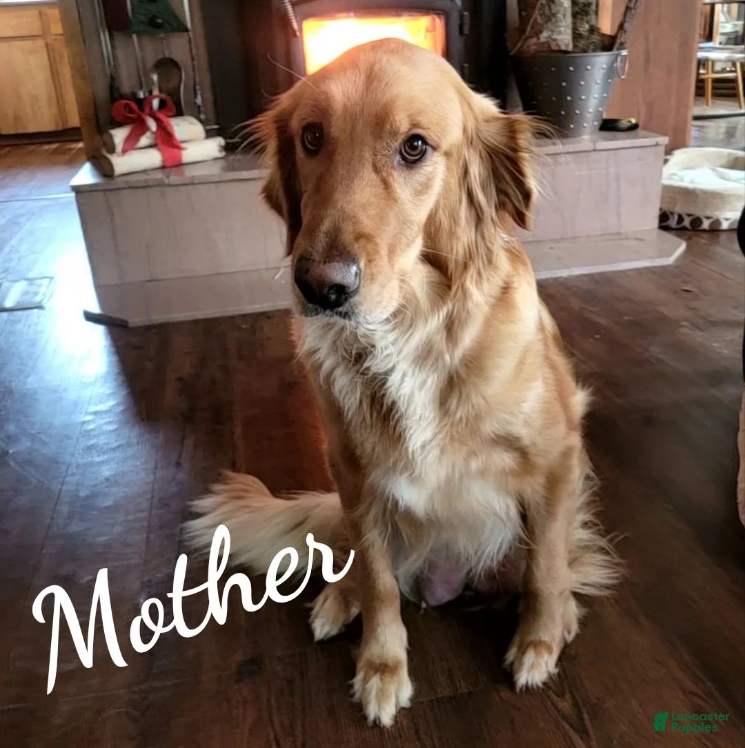 Golden Retriever dogs for sale: Dahlia AKC - Ad 2