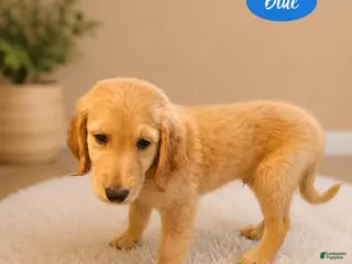 Goldendoodle dogs Blue - Ad 10