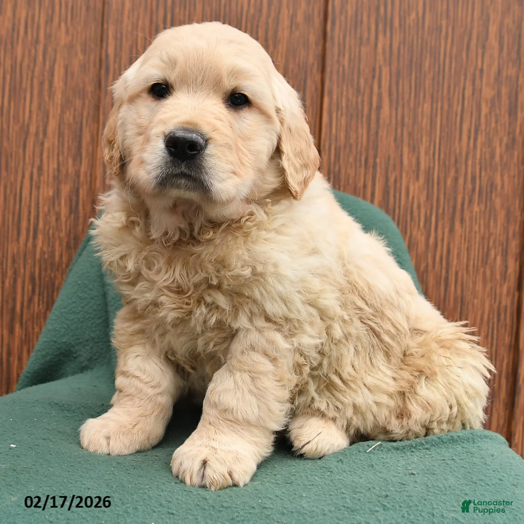 Golden Retriever dogs for sale: Buster - Ad 2