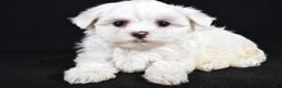Maltese dogs for sale: Duke - Ad 1