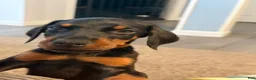 Doberman Pinscher dogs for sale: Doberman Pinscher 5 - Ad 1
