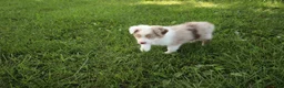 Australian Shepherd dogs for sale: Seth - Ad 5