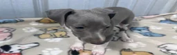 Italian Greyhound dogs for sale: Snapdragon - Ad 7