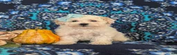 Maltipoo dogs for sale: Jade Hypoallergenic - Ad 3