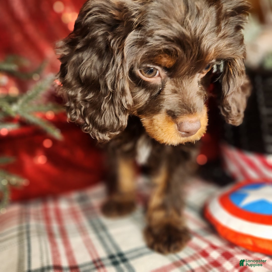 Cavapoo dogs for sale: Cavapoo Puppy 1 - Ad 6