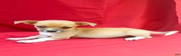 Chihuahua dogs for sale: Chihuahua 2 - Ad 3