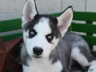 Siberian Husky dogs for sale: Howie - Ad 2