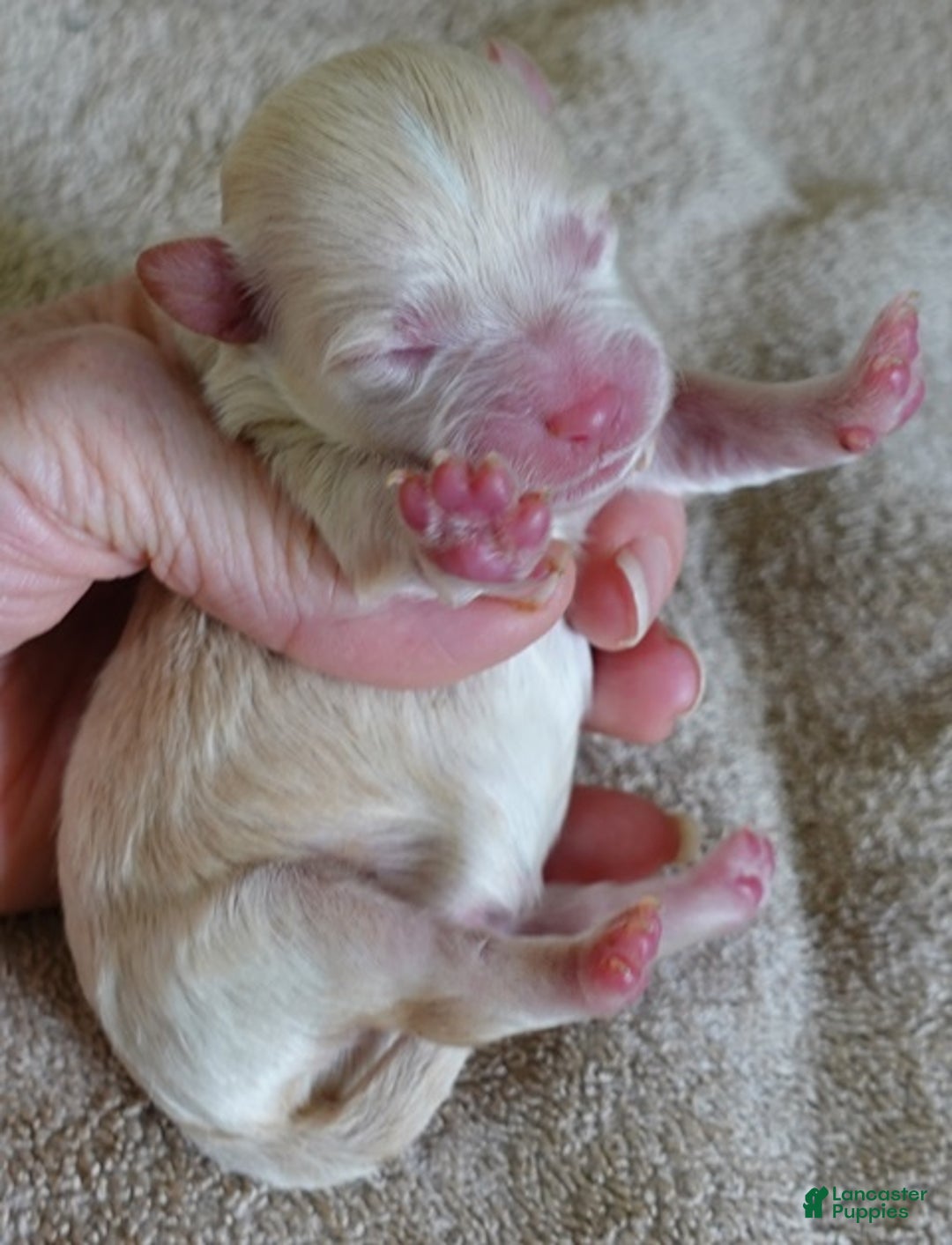 Maltipoo dogs for sale: Kyro boy - Ad 2