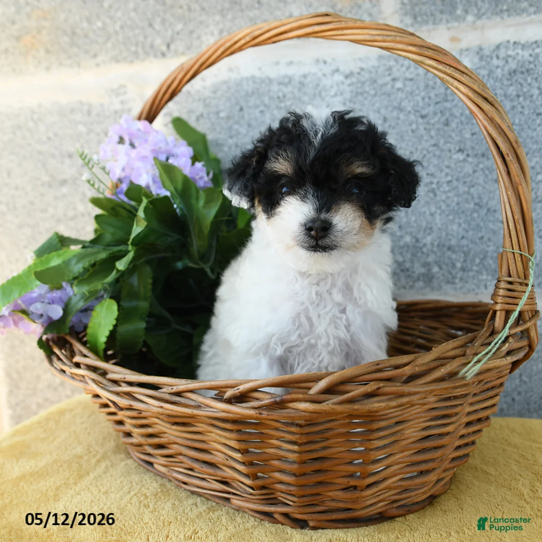 Toy Poodle dogs for sale: Daisy - Ad 1