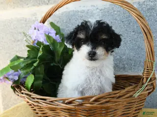 Toy Poodle dogs for sale: Daisy - Ad 1