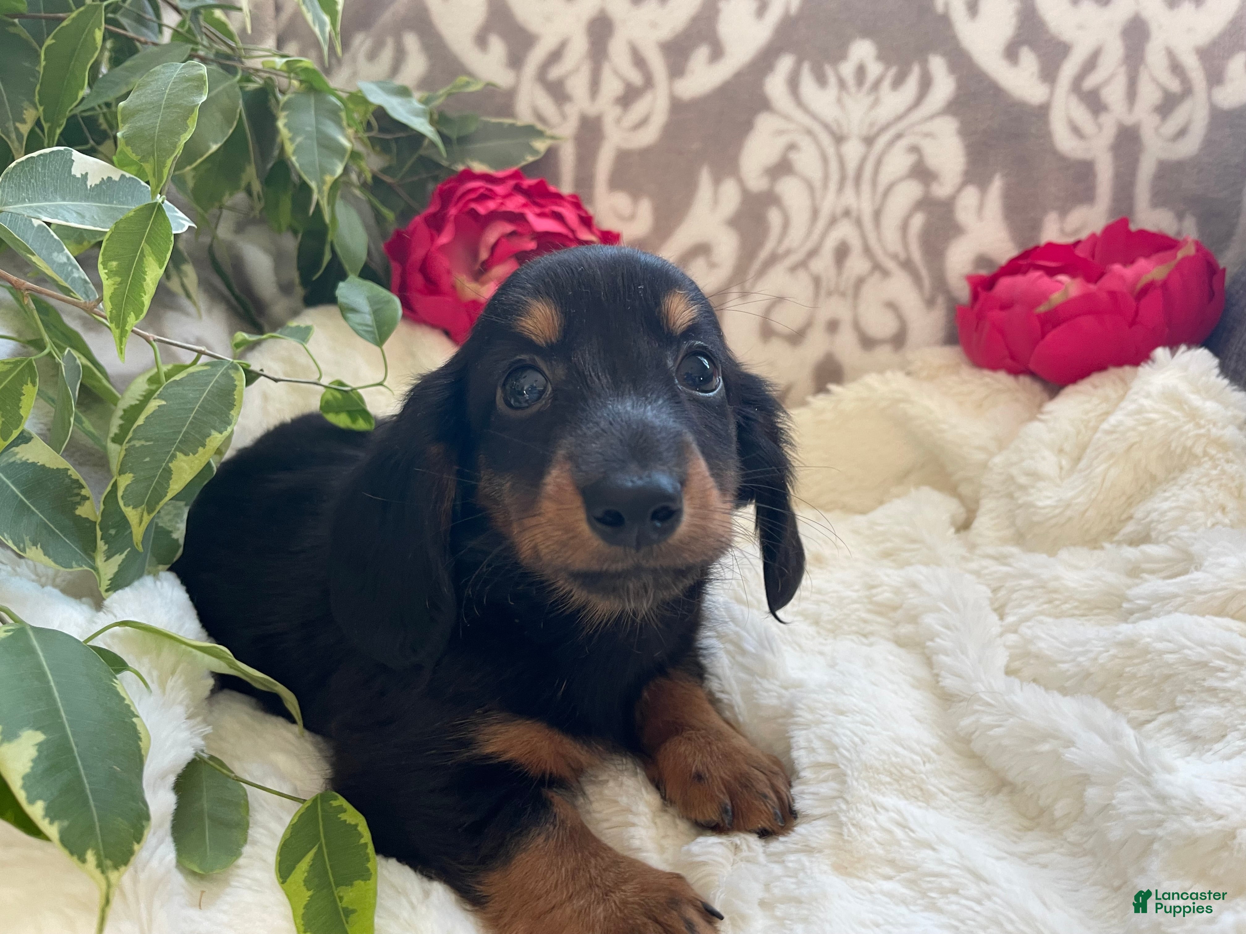 Miniature Dachshund dogs Corbin - Ad 2