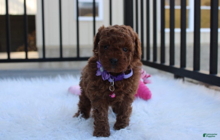 Toy Poodle dogs Maggie  - Ad 1