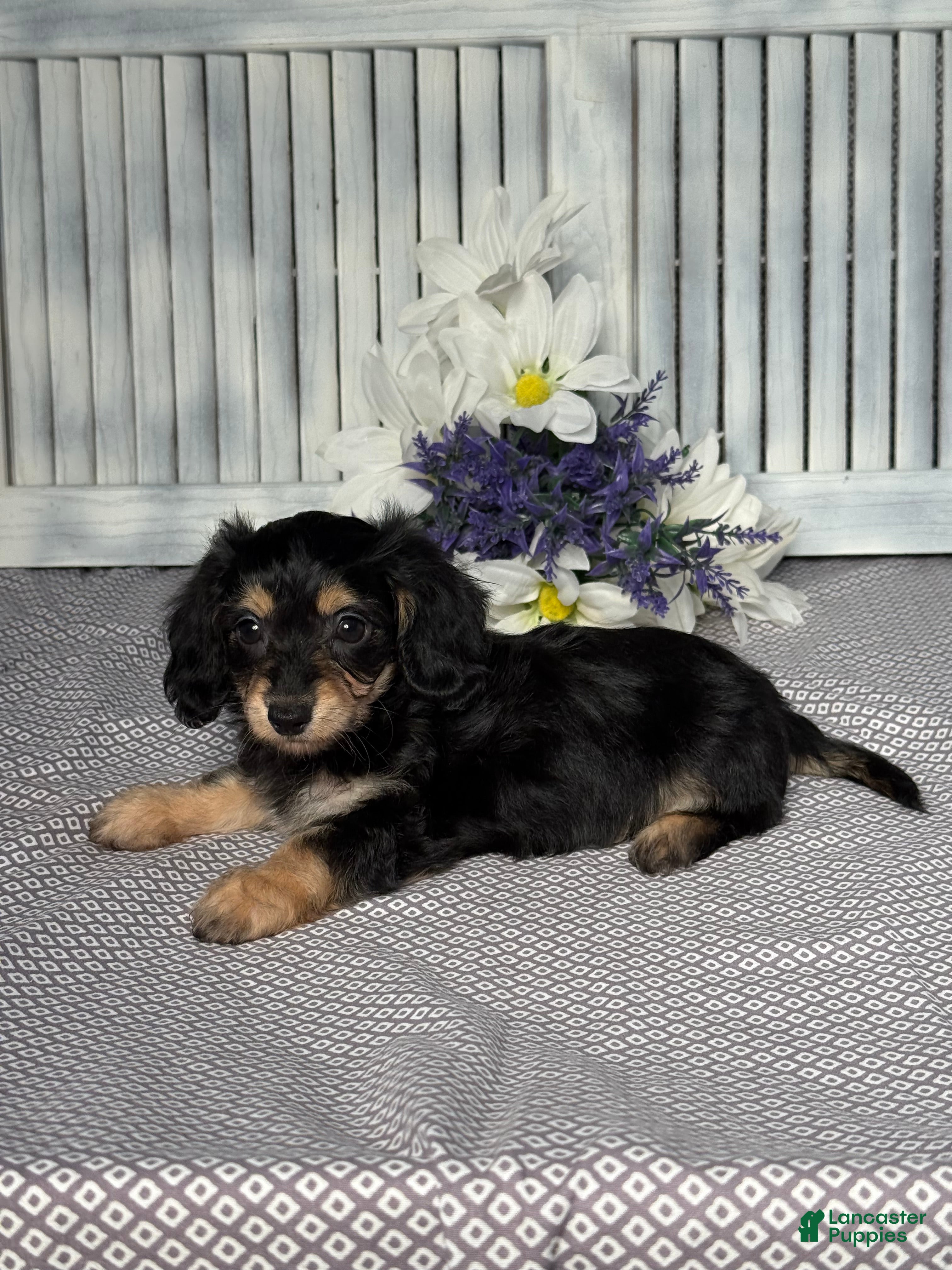 Mixed Breed dogs for sale: Amber - Ad 3