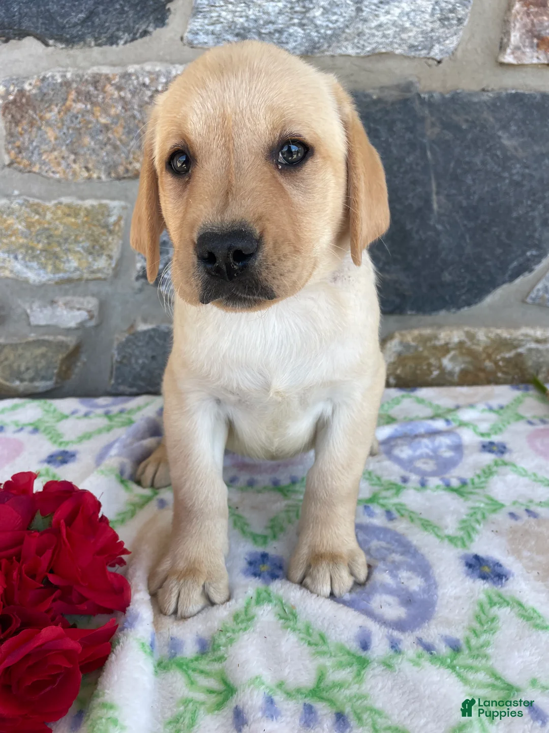 Labrador Retriever dogs for sale: Luna - Ad 4