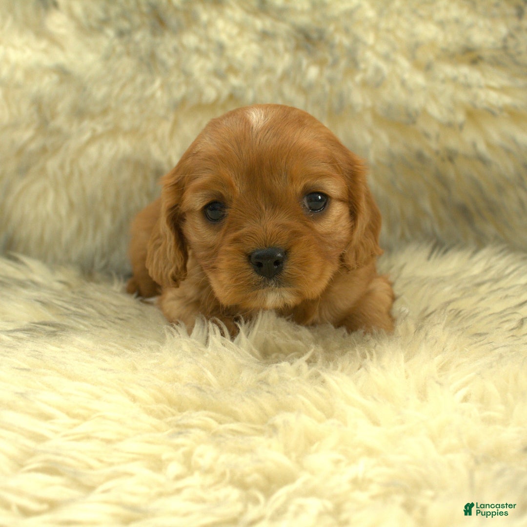 Cavalier King Charles Spaniel dogs for sale: Prissy - Ad 2
