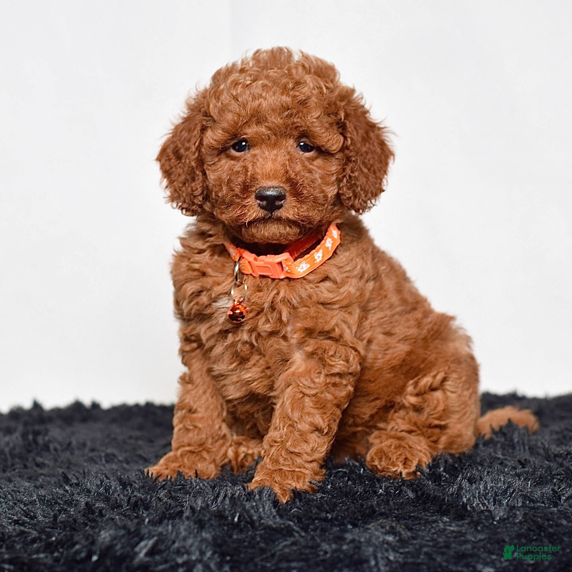Mini Goldendoodle dogs Mr. Micky - Ad 1