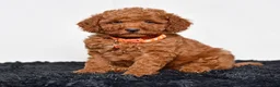 Mini Goldendoodle dogs for sale: Mr. Micky - Ad 1