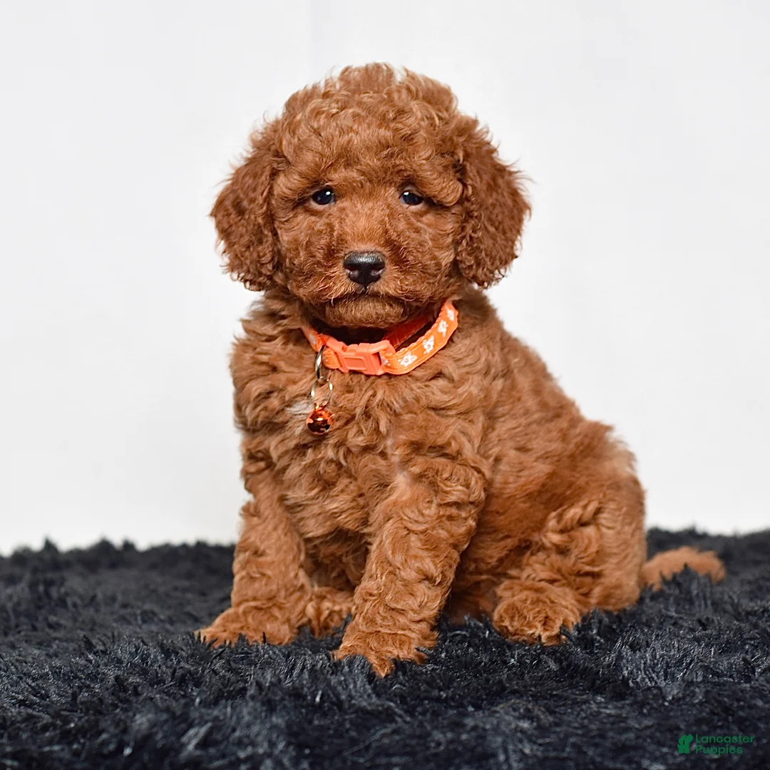 Mini Goldendoodle dogs for sale: Mr. Micky - Ad 1