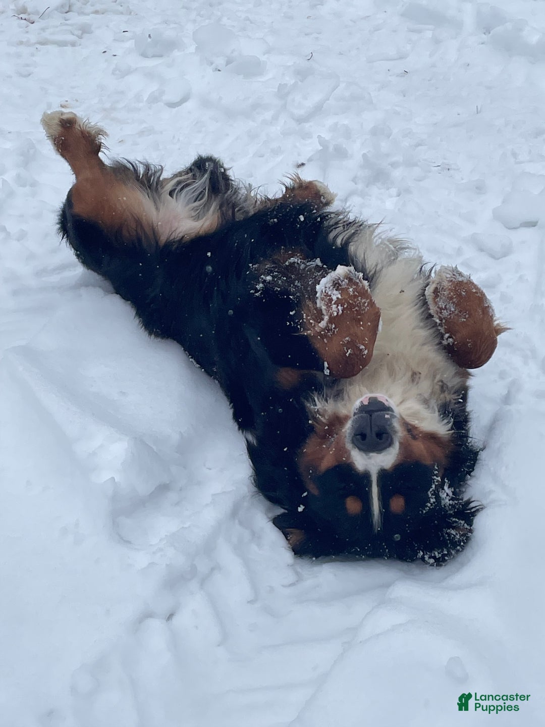 Mixed Breed dogs for sale: Tibetan Mastiff/Bernese Mountain Dog Male 2 - Ad 20