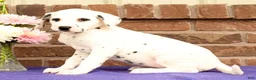 Dalmatian dogs for sale: Bella - Ad 4