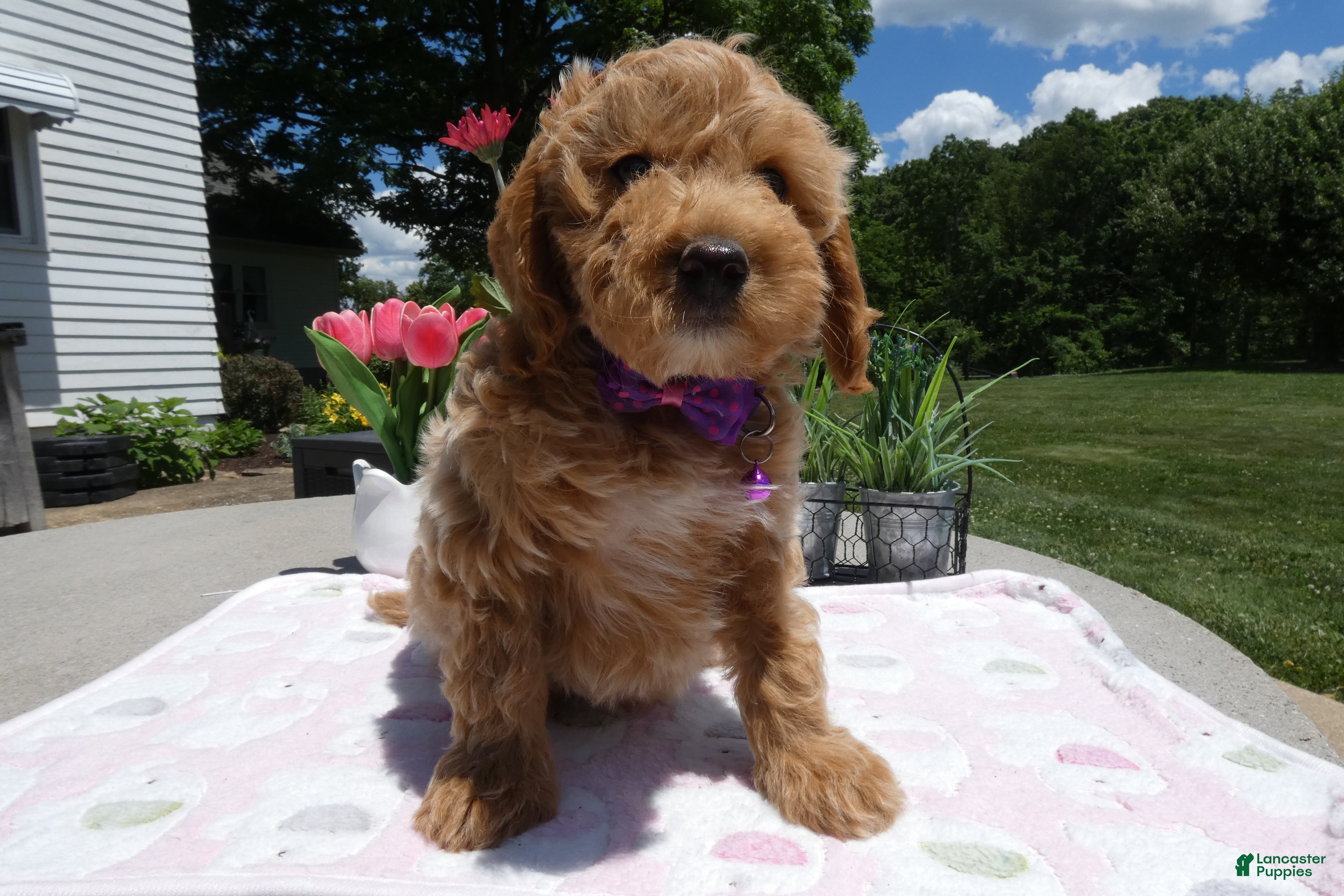 Mini Aussiedoodle dogs Mini Aussiedoodle 1 - Ad 41