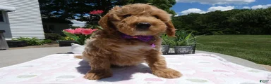 Mini Aussiedoodle 1