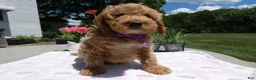 Mini Aussiedoodle dogs for sale: Mini Aussiedoodle 1 - Ad 1