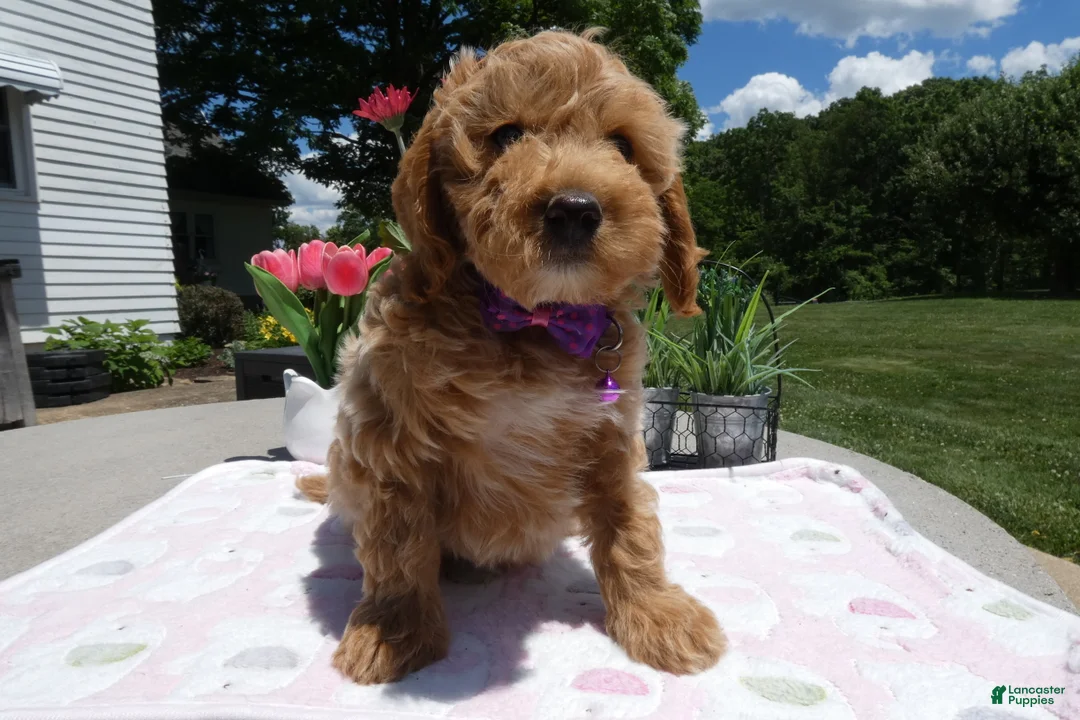 Mini Aussiedoodle dogs for sale: Mini Aussiedoodle 1 - Ad 1
