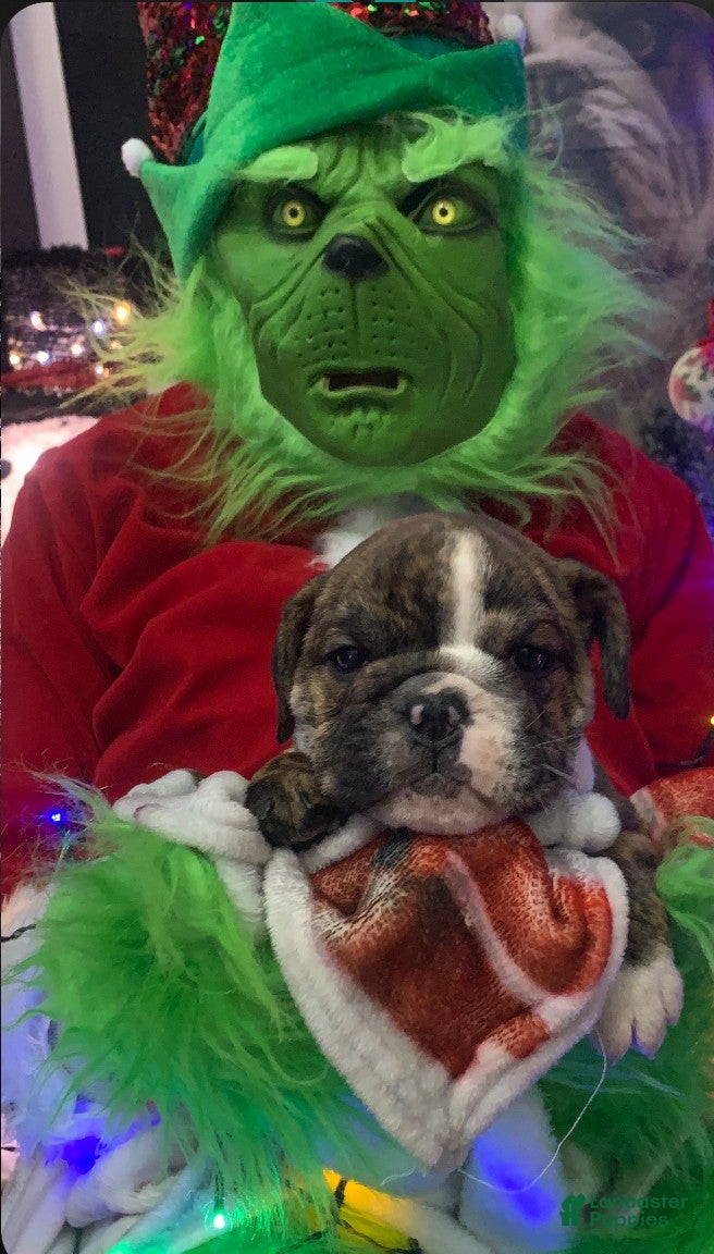 English Bulldog dogs Milk dud - Ad 36